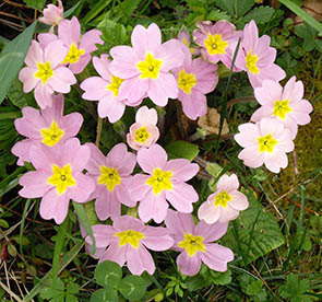 Primula vulgaris ssp rubra